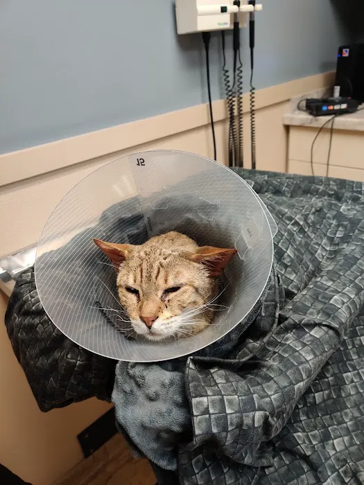Hobart Animal Clinic Picture 9