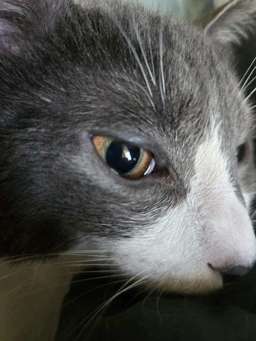 SNIP Spay & Neuter - Portage, Indiana Picture 9