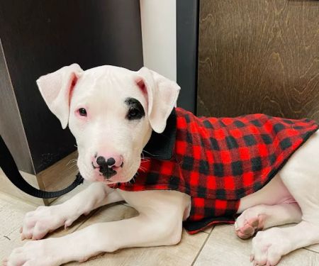 Coyne Veterinary Center - Portage