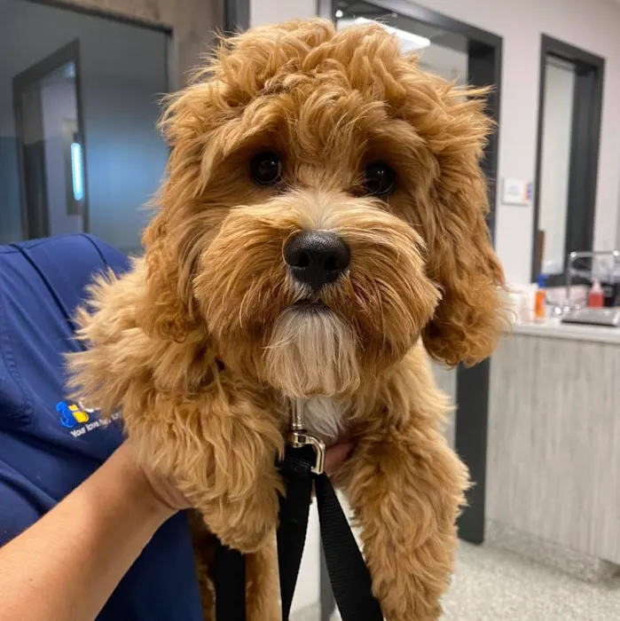 Coyne Veterinary Center - Portage Picture 7
