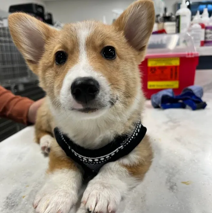 Coyne Veterinary Center - Portage Picture 8