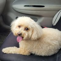 Lowell Animal Hospital ico