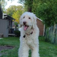 Bardens Animal Clinic ico