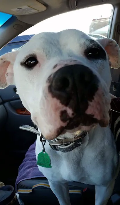 Bardens Animal Clinic Picture 6