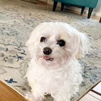 Grand Prairie Animal Hospital ico