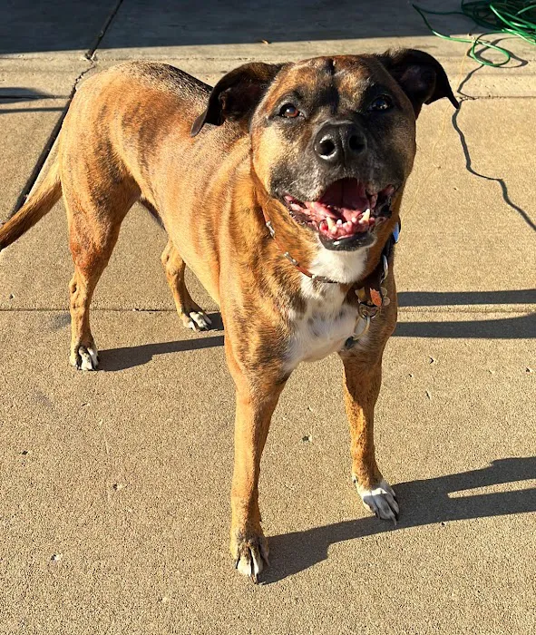 Grand Prairie Animal Hospital Picture 2