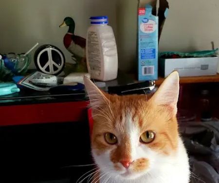 Premier Paws