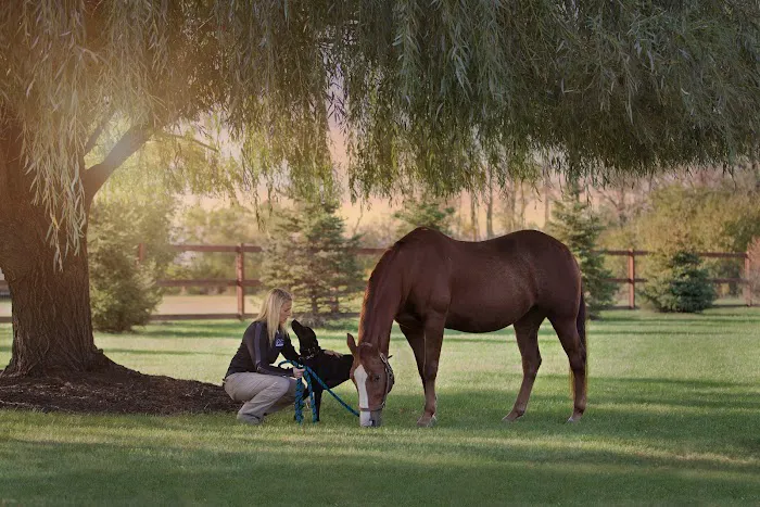 Premier Equine Veterinary Service, LLC Picture 1