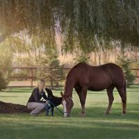 Premier Equine Veterinary Service, LLC ico