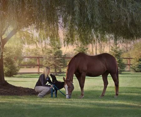 Premier Equine Veterinary Service, LLC