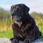 Green Family Veterinary Practice