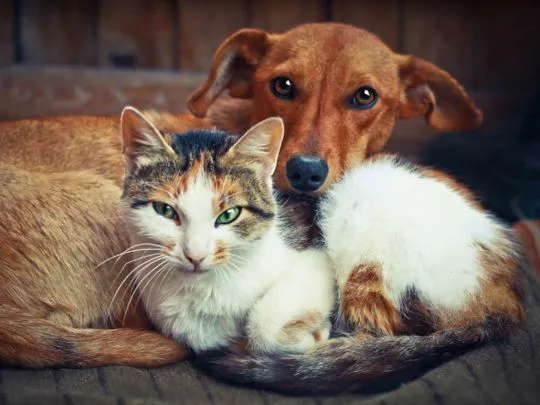 Green Family Veterinary Practice Picture 2
