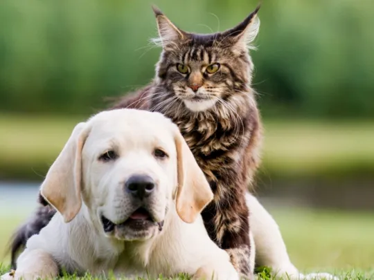 Green Family Veterinary Practice Picture 5