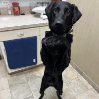 Warrenville Grove Animal Hospital ico