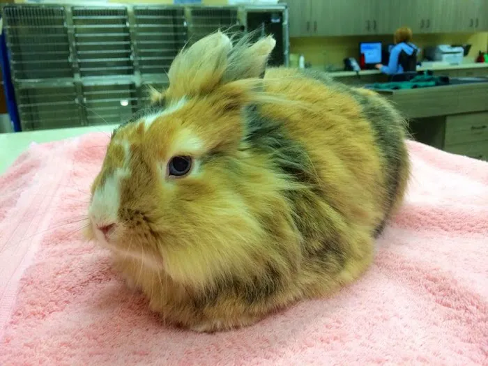 Indian Prairie Animal Hospital Picture 5