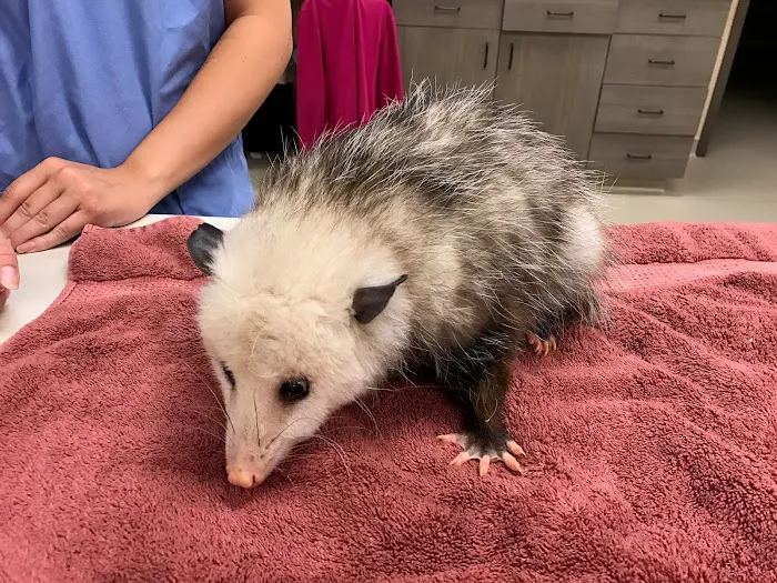 Indian Prairie Animal Hospital Picture 6