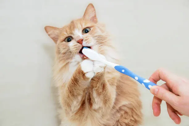 Sunshine Pet Hospital Picture 3