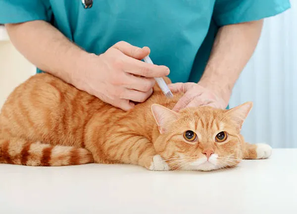 Sunshine Pet Hospital Picture 1