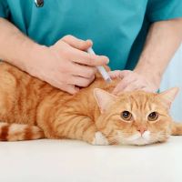 Sunshine Pet Hospital ico