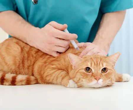 Sunshine Pet Hospital