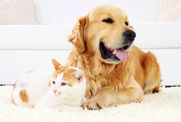 Sunshine Pet Hospital Picture 8