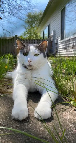 Crest Hill Cat and Dog Picture 6