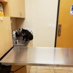 Oakhurst Animal Hospital