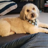 Oswego Animal Hospital ico