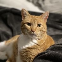 Animal Medical Center of Plainfield ico