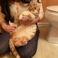 The Welcome Waggin' In-Home Veterinary Care ico