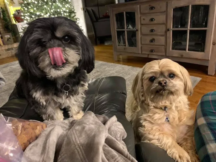 The Welcome Waggin' In-Home Veterinary Care Picture 2