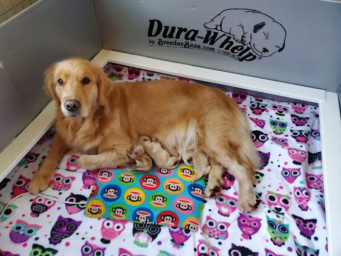 The Welcome Waggin' In-Home Veterinary Care Picture 6