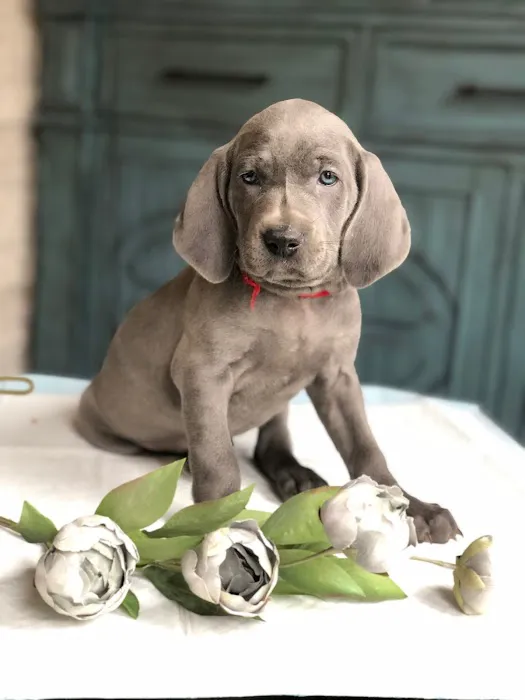 The Welcome Waggin' In-Home Veterinary Care Picture 4