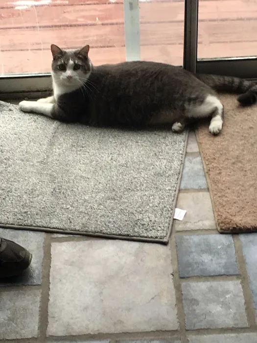 The Welcome Waggin' In-Home Veterinary Care Picture 7