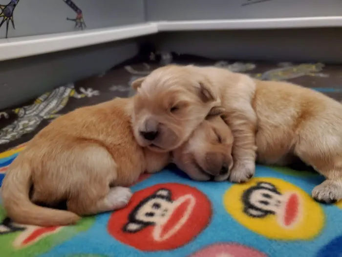 The Welcome Waggin' In-Home Veterinary Care Picture 10