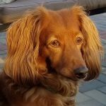 Banfield Pet Hospital