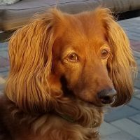 Banfield Pet Hospital ico