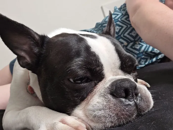 Banfield Pet Hospital Picture 3