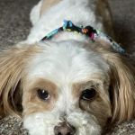 Crest Hill Animal Hospital