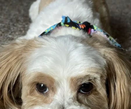 Crest Hill Animal Hospital