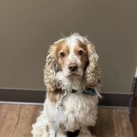 Rowland Animal Clinic ico