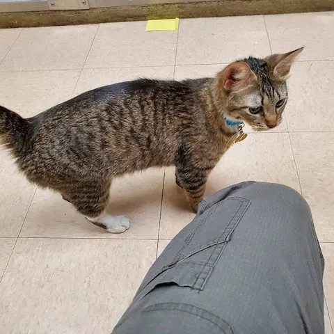 Essington Road Animal Hospital Picture 1