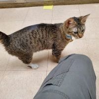 Essington Road Animal Hospital ico