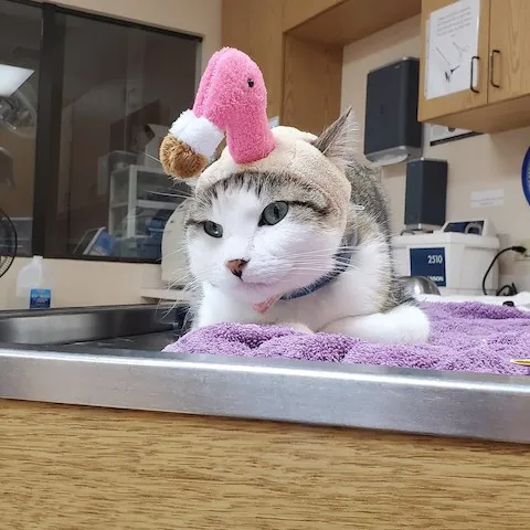 Essington Road Animal Hospital Picture 3