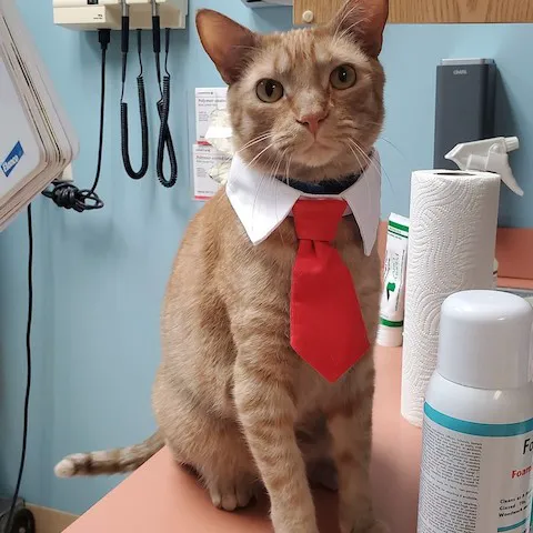 Essington Road Animal Hospital Picture 10