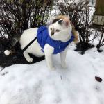 Paws For A Cause Vet Care