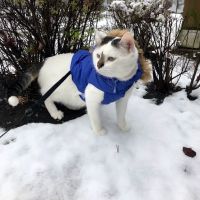 Paws For A Cause Vet Care ico