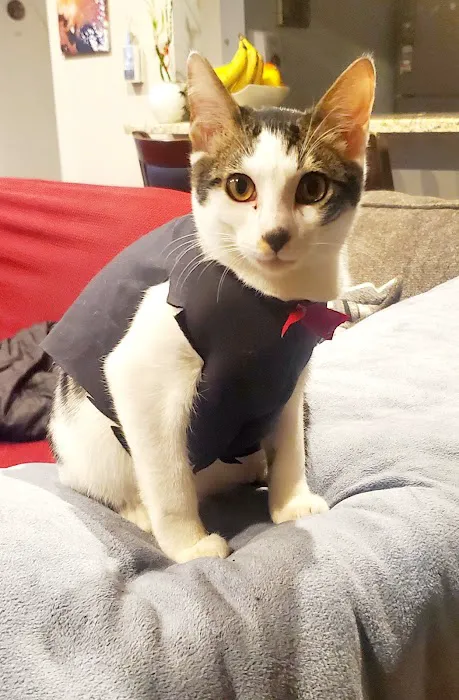 Paws For A Cause Vet Care Picture 9