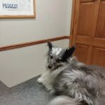 Eola Point Animal Hospital