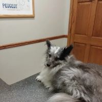 Eola Point Animal Hospital ico